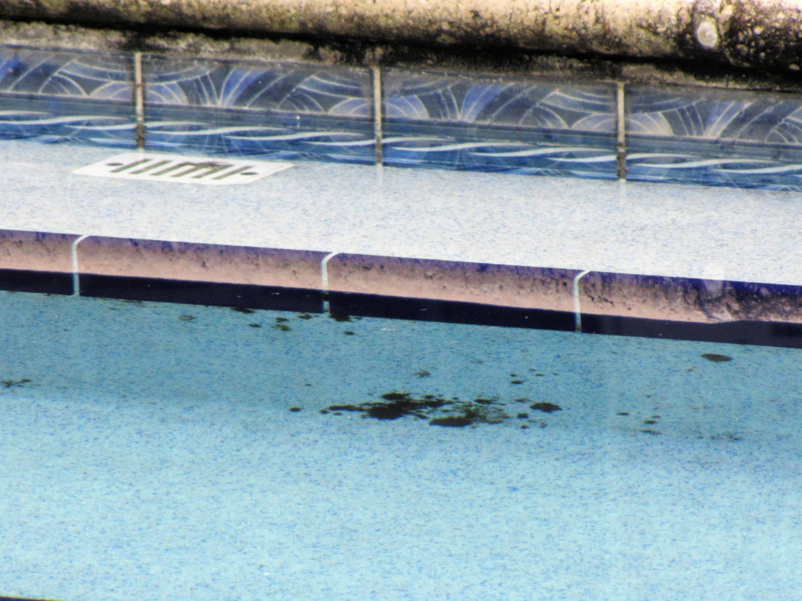 Black Algae Myth BUSTED Talking Pools Podcast News