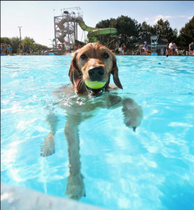 are dogs allowed in public swimming pools