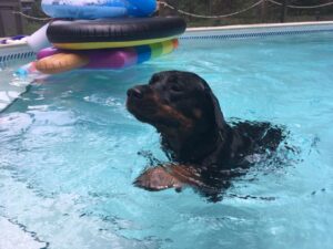 Read more about the article Is It OK For My Dog to Swim in the Pool?