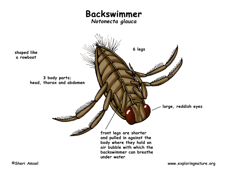 How bug. Backswimmer насекомое. Backswimmer. Backswimmer насекомое Википедия. Micronecta Wui Lundblad.