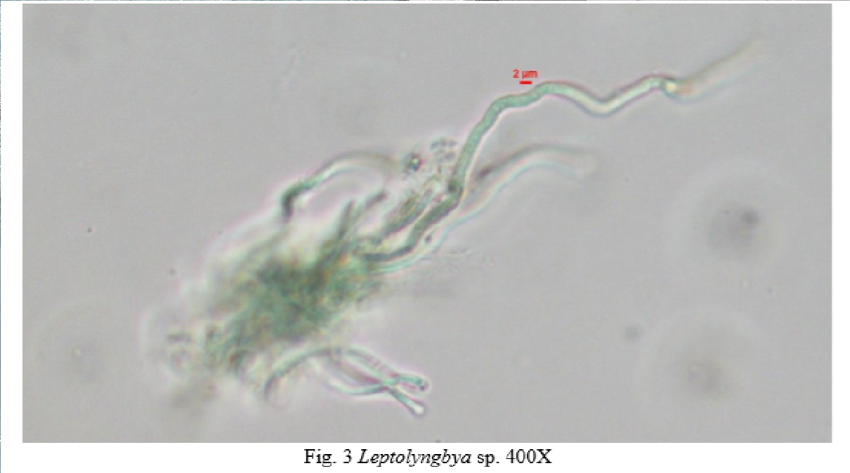 Read more about the article Black Algae Copper Experiment Results