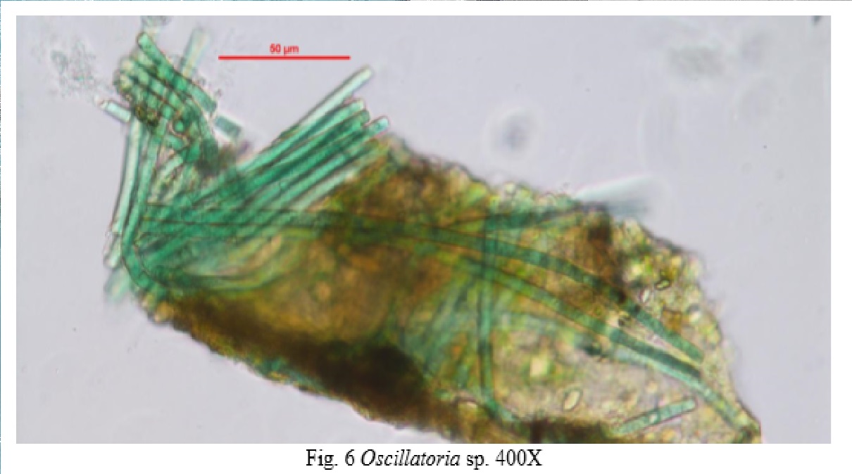 Read more about the article ☣ Does “Black Algae” Produce Toxins?