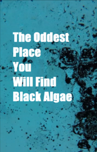 Read more about the article How to Get Rid of Black Algae