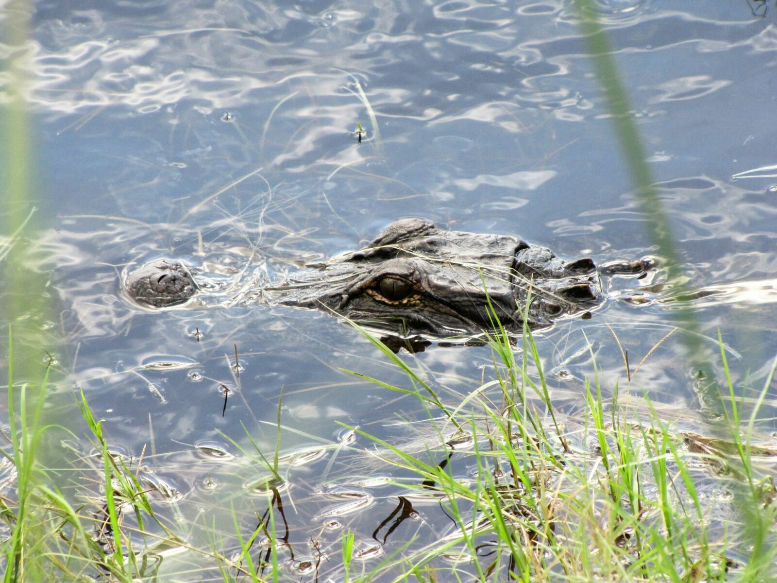 Alligator in Swimming pool