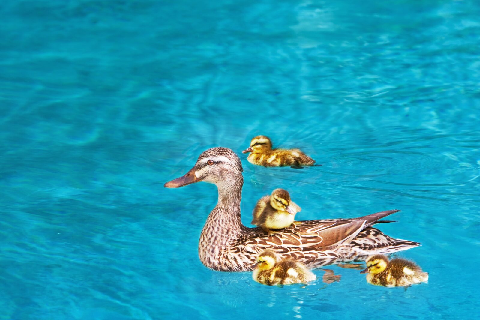 keep ducks out of pool