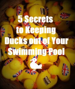 Read more about the article 5 Secrets to Keeping Ducks out of Your Swimming Pool