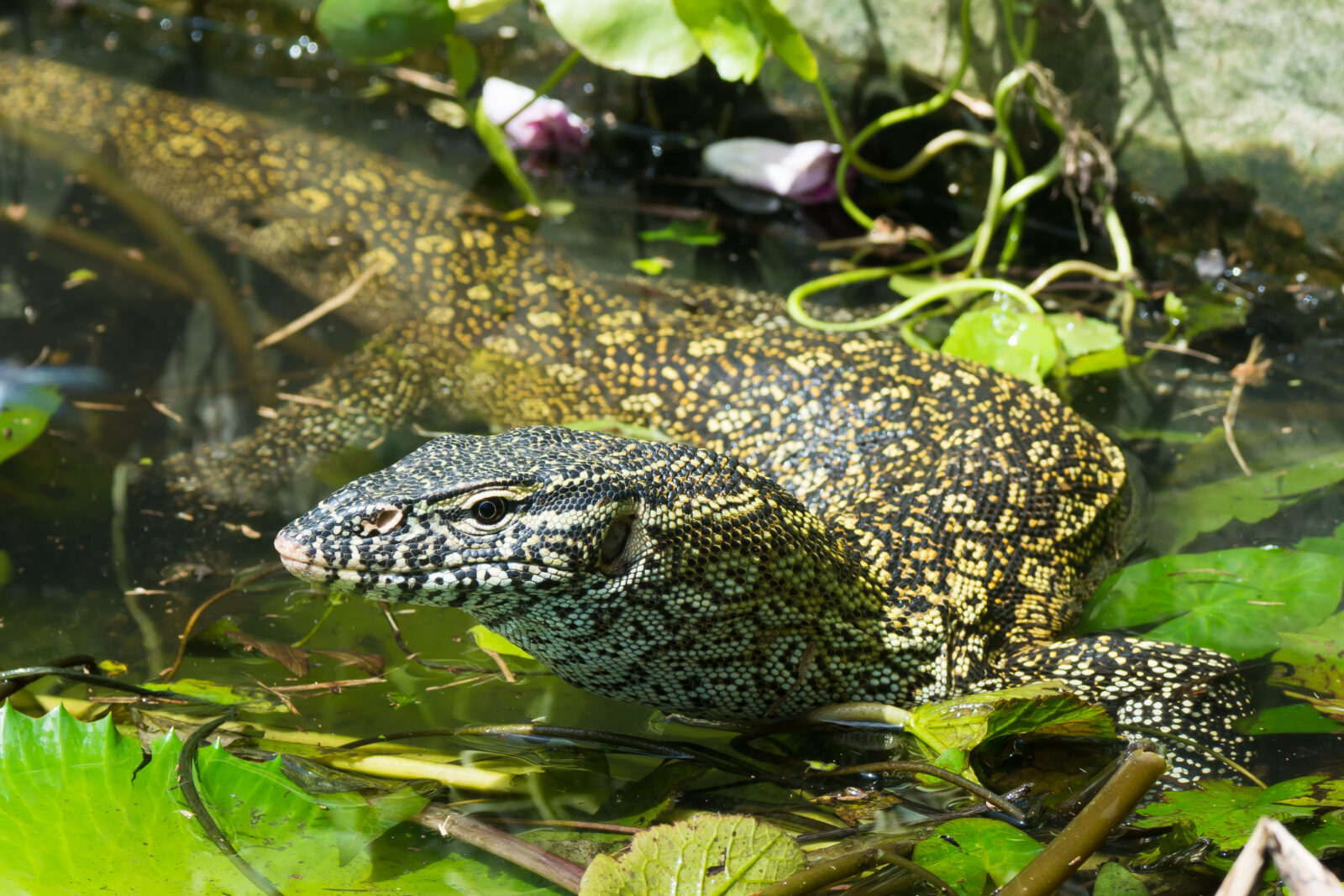 Tegu in Florida