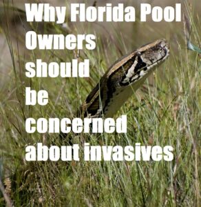 Read more about the article Invasive SwimmingPool – Nonnative Species found in Florida Swimming Pools