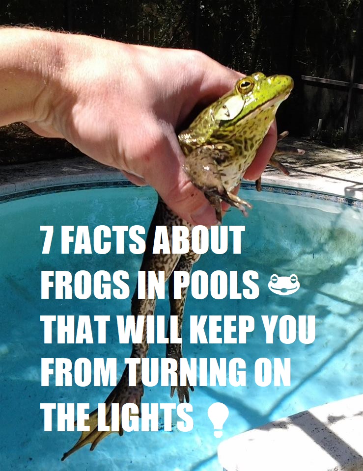 Read more about the article How to Keep Frogs Out Of Swimming Pools