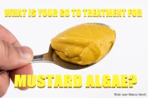 Read more about the article Get Rid of Mustard Algae