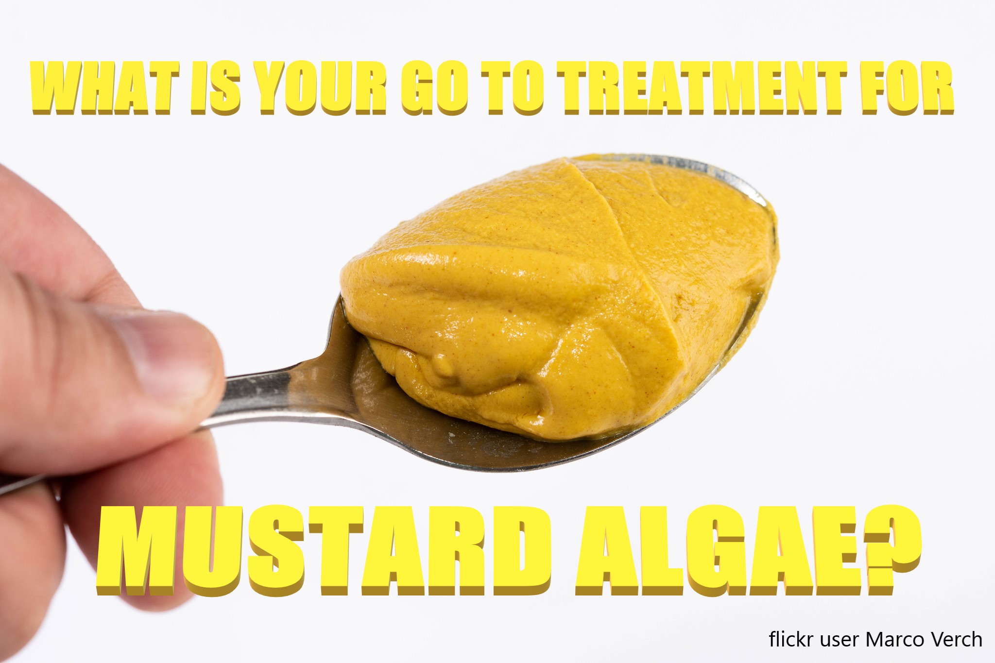 You are currently viewing Get Rid of Mustard Algae