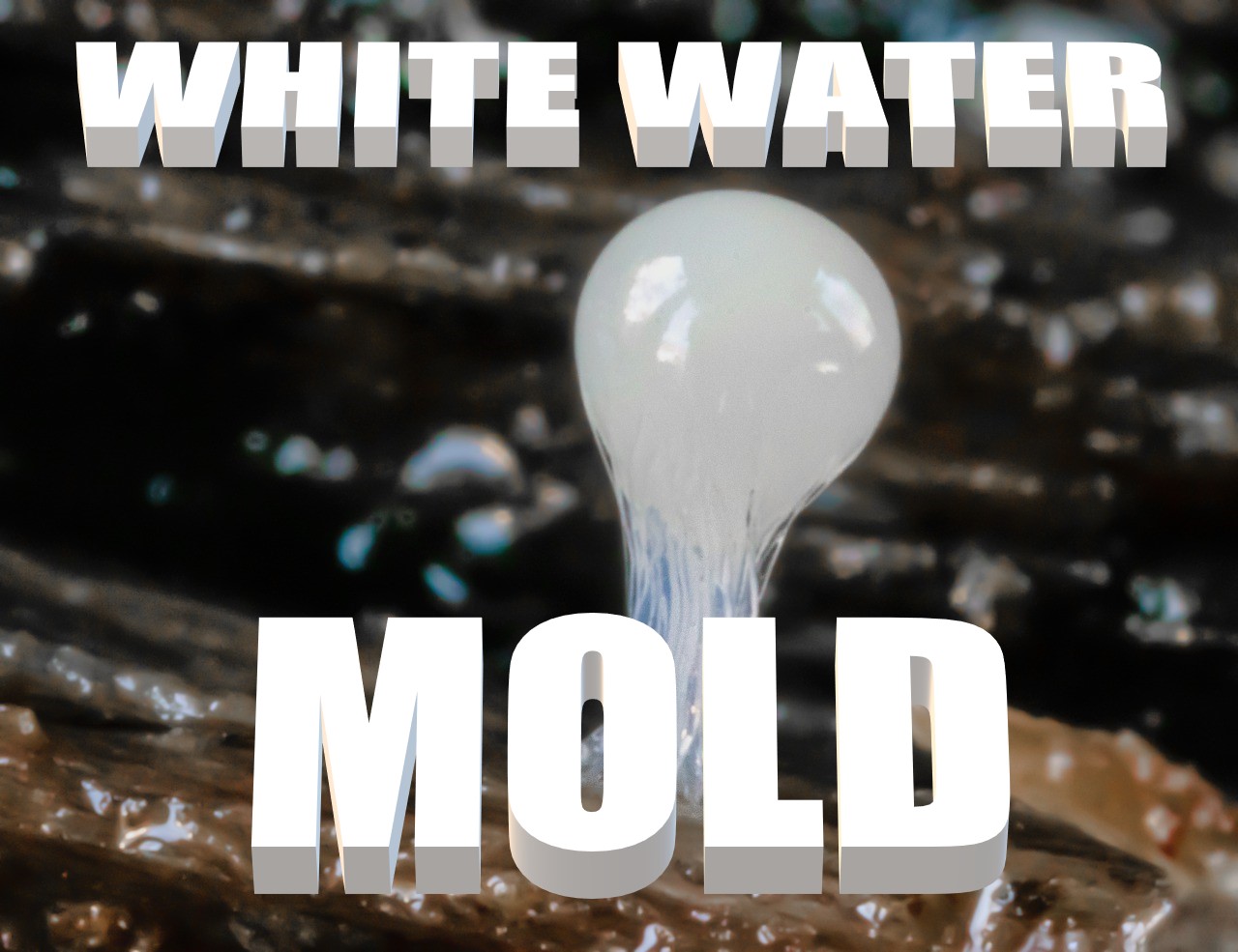 You are currently viewing Get Rid of White Water Mold & Pink Slime