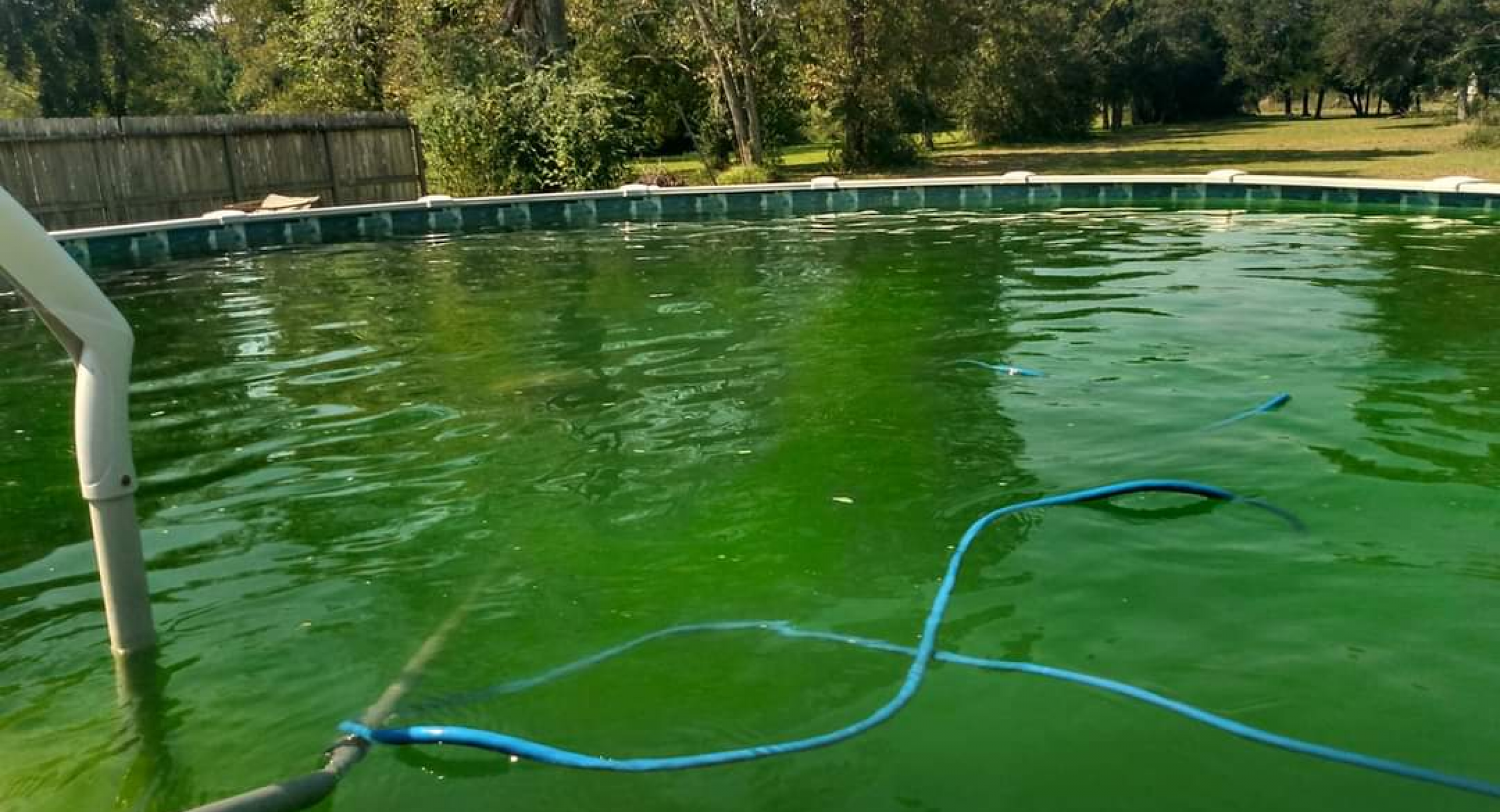 how to get green algae out of above ground pool