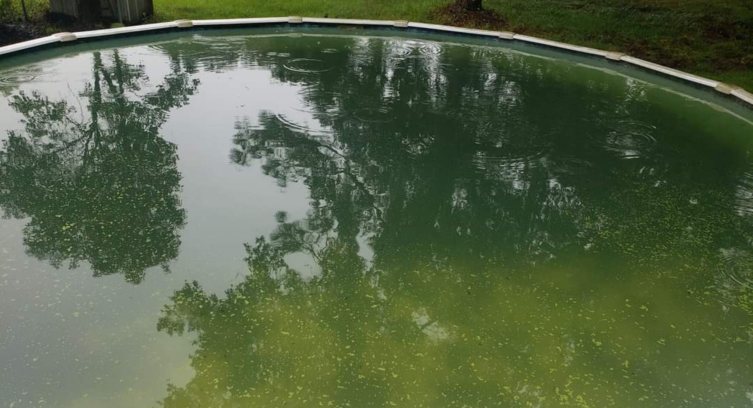 algae build up in pool