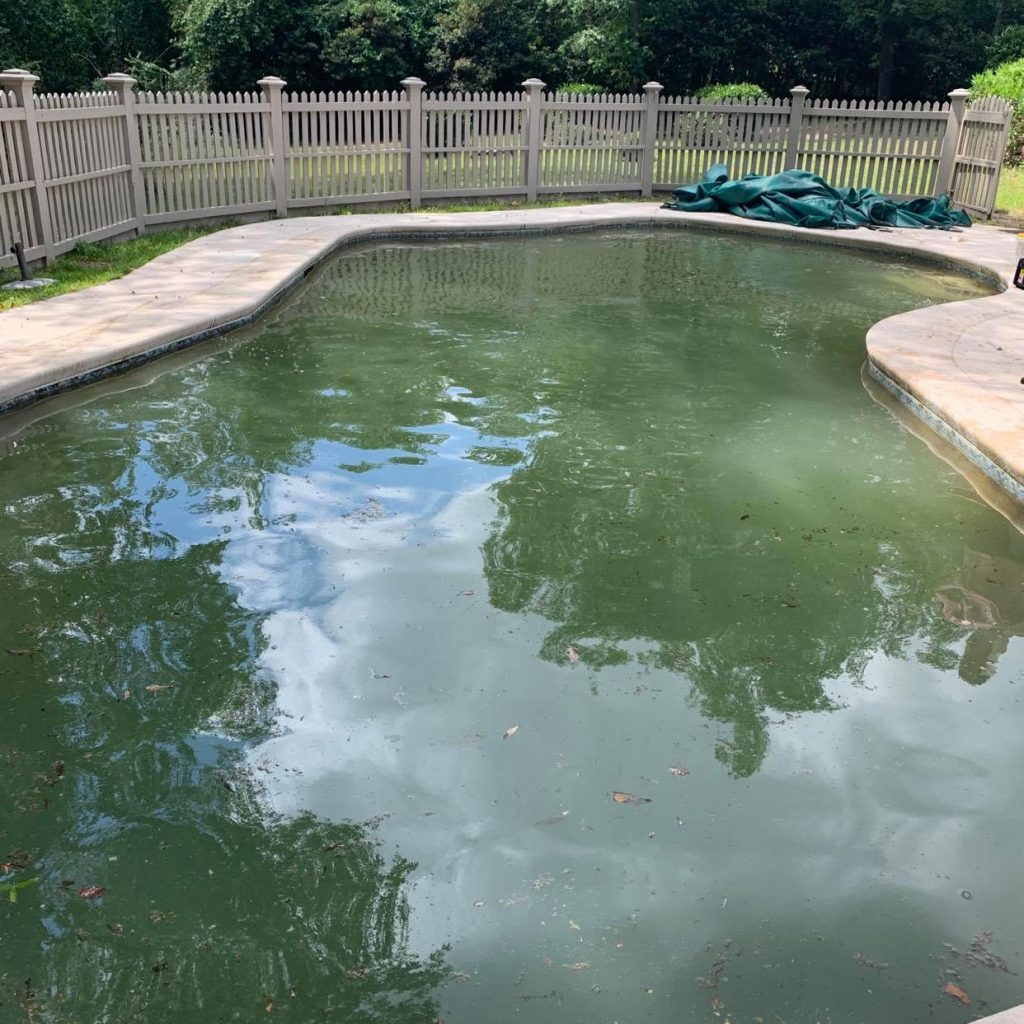 pool water green but no algae