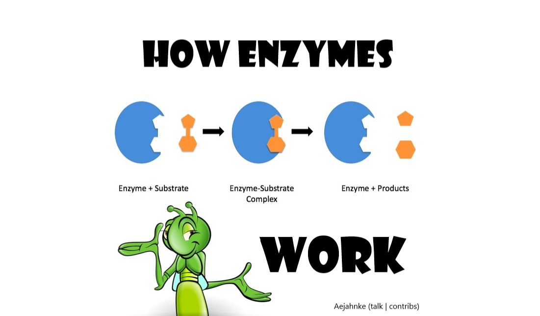 You are currently viewing How enzymes work