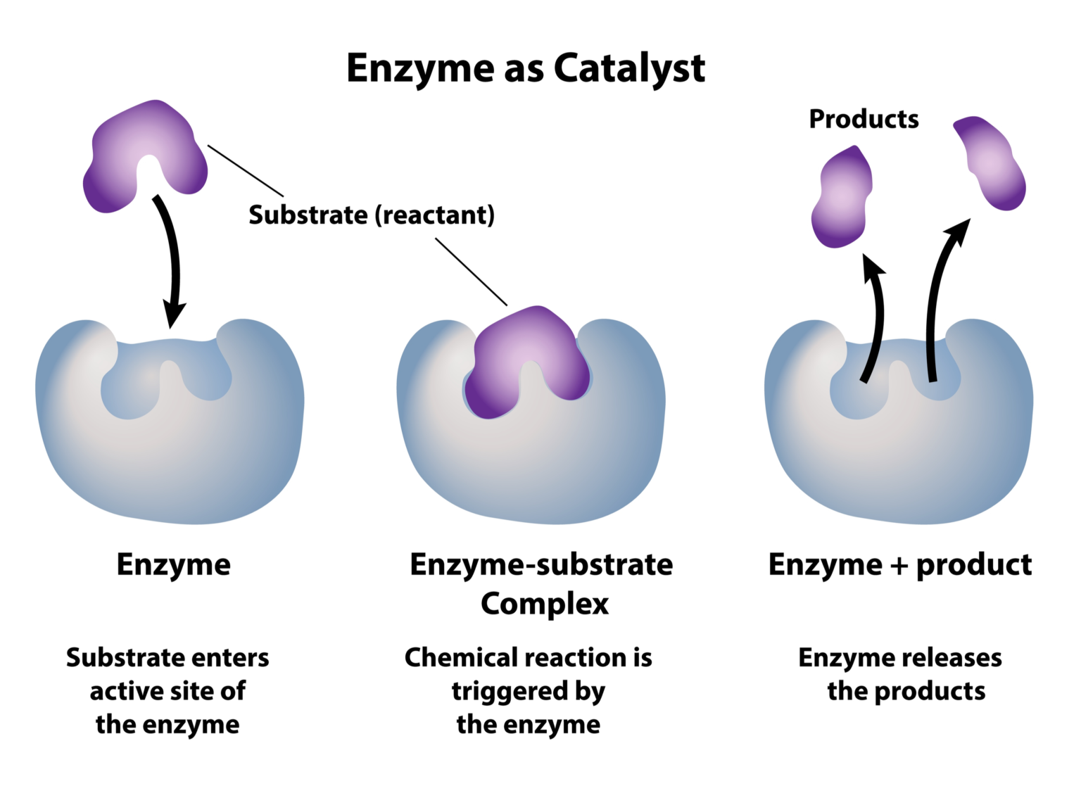 How enzymes work Talking Pools Podcast News