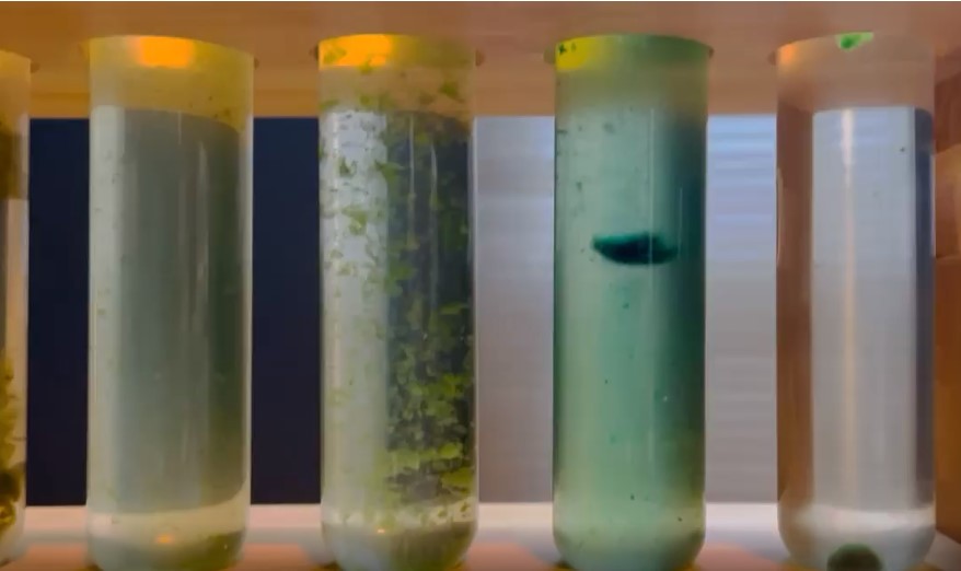You are currently viewing Swimming Pool Algae & Trade Show Tour